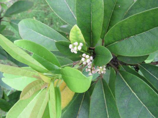 牛耳枫（虎皮楠科虎皮楠属植物）