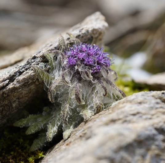 雪兔子（菊科风毛菊属植物）