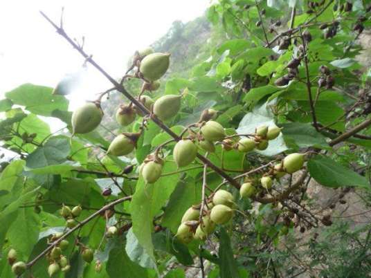 梧桐子(梧桐的种子)