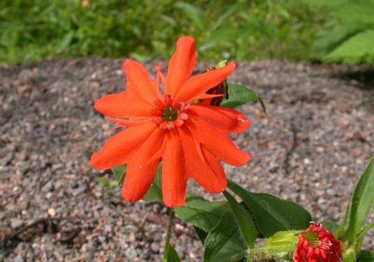 剪秋罗（石竹科蝇子草属植物）