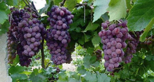 玫瑰香（葡萄品种之一）