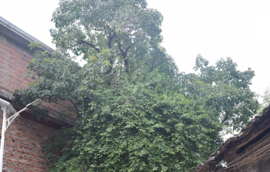 斜叶榕（桑科榕属植物）