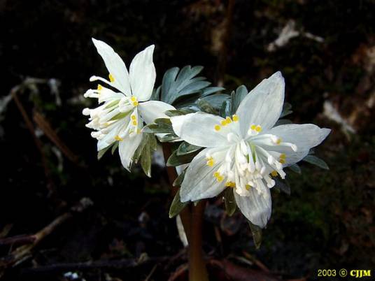 菟葵(毛茛科菟葵属植物)