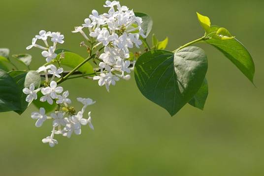 白丁香（木犀科丁香属植物）