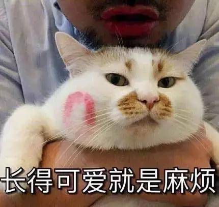 楼楼（网红猫）