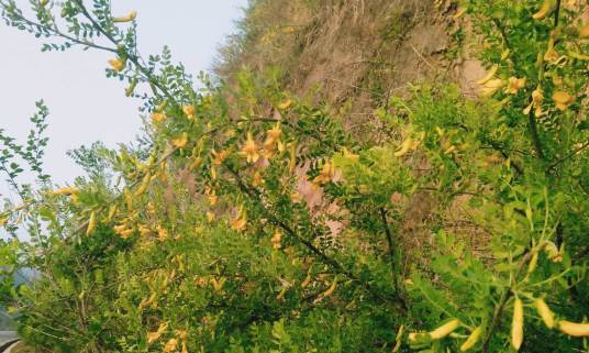 锦鸡儿（豆科锦鸡儿属植物）
