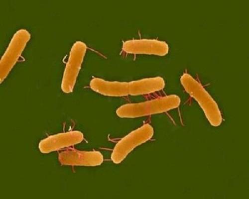 鼠伤寒沙门菌