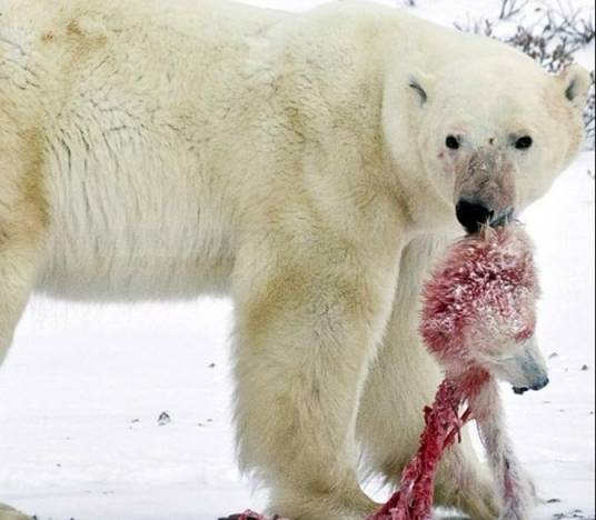 同类相食(同类之间相互捕食)