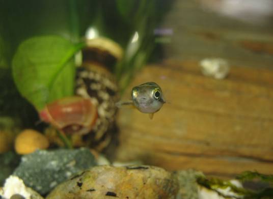 玻璃猫（鲶科缺鳍鲶属的一种鱼类）