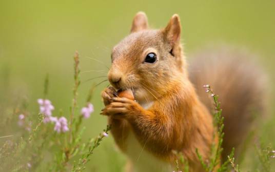 松鼠(脊索动物门哺乳纲啮齿目松鼠科动物)