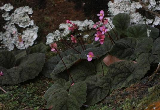 紫背天葵(秋海棠科秋海棠属植物)