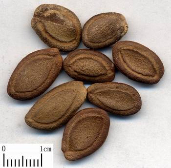 瓜蒌籽(瓜蒌的种子)