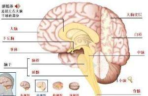 上帝禁区（人体器官）