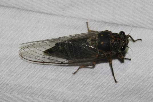 蚱蝉（半翅目蝉科昆虫）