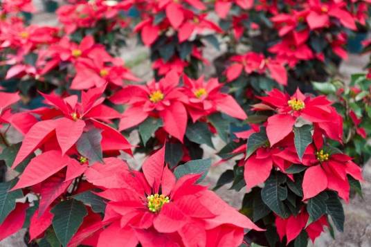 一品红（大戟科大戟属植物）