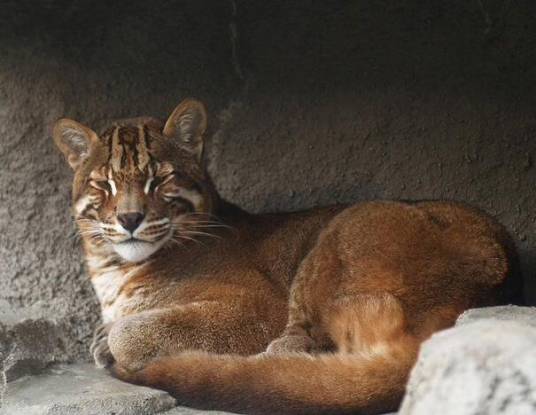 彪(中国古代文化典籍中的动物)