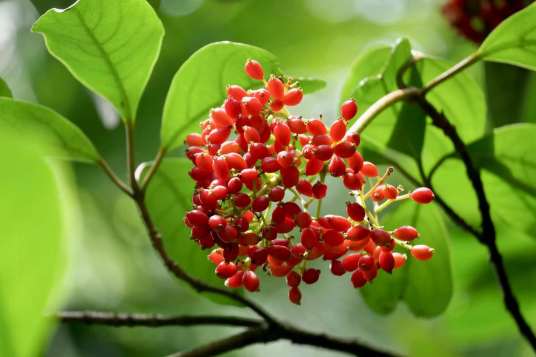 山桐子（杨柳科山桐子属植物）