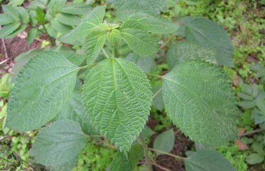 苎麻根（蔷薇目荨麻科植物）