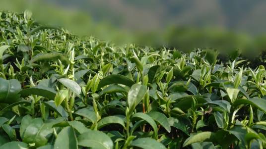 古丈毛尖(山茶科茶属植物)