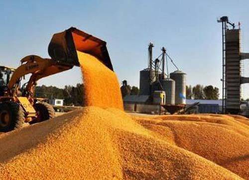 玉米深加工(玉米加工步骤)