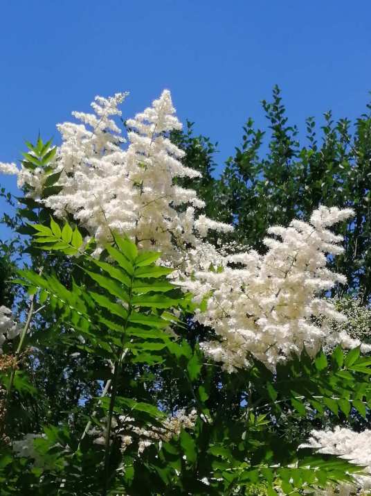 珍珠梅(蔷薇科珍珠梅属植物)