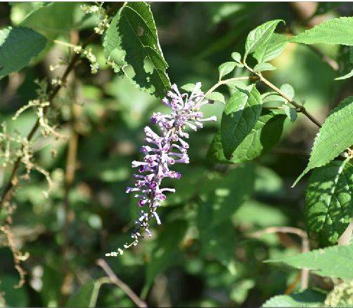 醉鱼草（玄参科醉鱼草属植物）