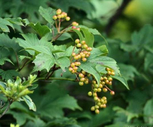 鸡树条（五福花科荚蒾属植物）