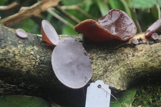 毛木耳（木耳科木耳属真菌）