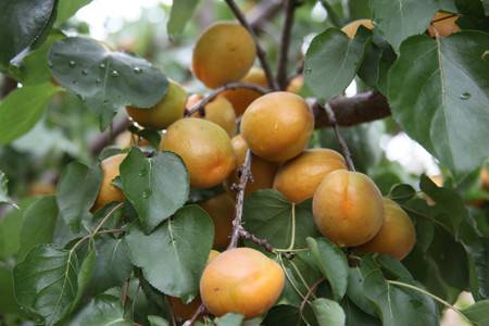 水果之乡（东川）