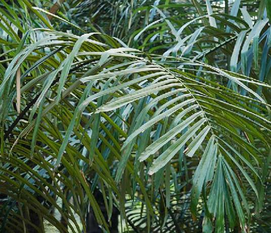 桄榔（棕榈科桄榔属植物）