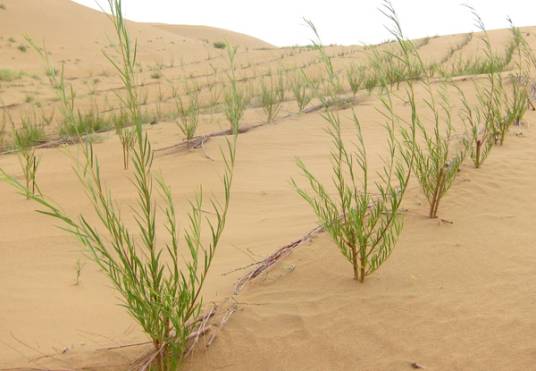 沙柳(杨柳科固沙植物)