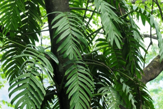 麒麟尾（天南星目天南星科植物）