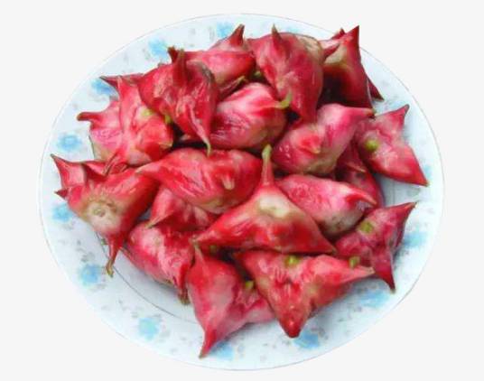 红菱（菱科菱属植物）