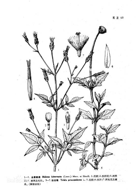 金盏银盘（中药）