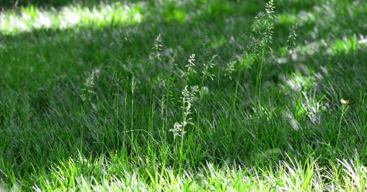 草地早熟禾(禾本科早熟禾属植物)