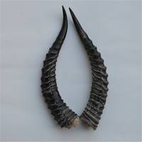 山羊角（动物的角）