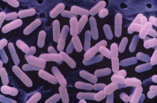 单核细胞增生李斯特氏菌