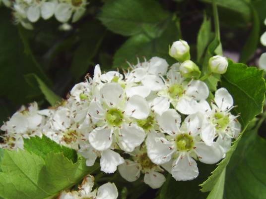 山楂花（蔷薇科植物山楂的花）