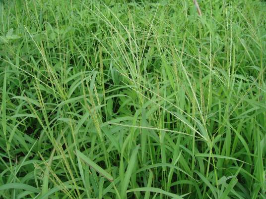 马唐(禾本科马唐属植物)