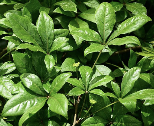 细柱五加(五加科五加属植物)