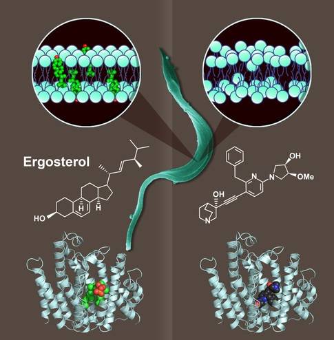 谷丙转氨酶谷草转氨酶