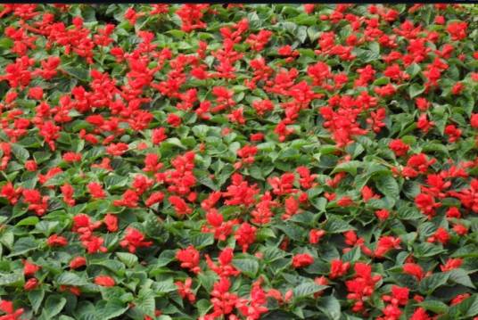 草花（草本花卉）