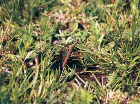 冬虫夏草(线虫草科线虫草属真菌)