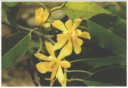 黄缅桂(木兰科含笑属植物)