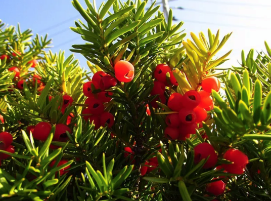 东北红豆杉(红豆杉科红豆杉属植物)