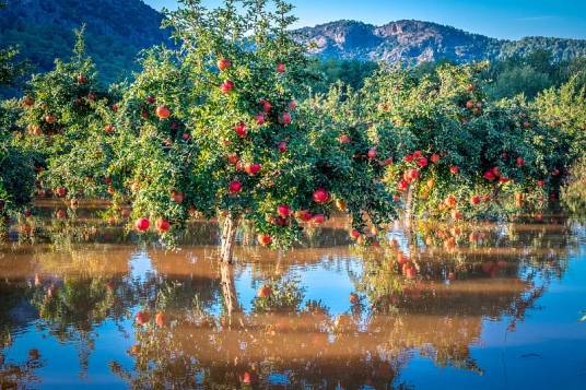 红石榴（石榴科石榴属落叶灌木或乔木）