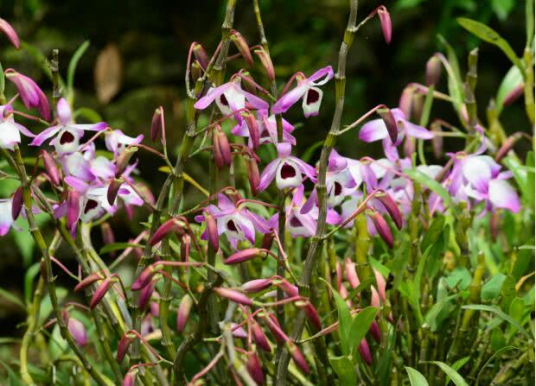 石斛（兰科石斛属的一种植物）