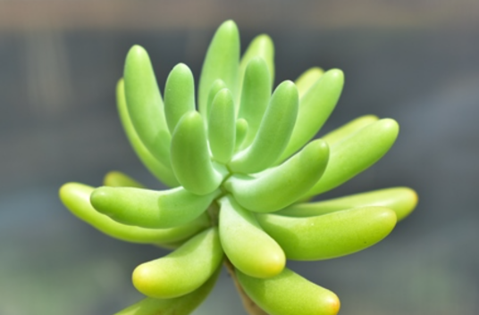 八千代（景天科景天属植物）