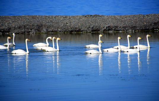 天鹅湖(山东省荣成市天鹅湖)
