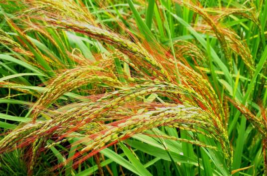 胭脂稻